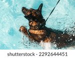 A Military Working Dog from the 820th Base Defense Group, 93rd Air Ground Operations Wing, conducts water confidence training at Wild Adventures Theme Park, Georgia, on Sept. 6, 2022.