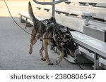 A military working dog assigned to the 6th Security Forces Squadron patrols the flight line at MacDill Air Force Base, Florida, Oct. 27, 2023. 