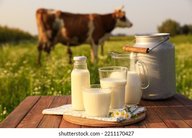 Milk with camomiles on wooden table and cow grazing in meadow - Shutterstock ID 2211170427