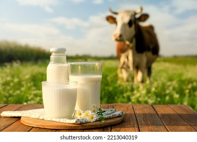 Milk with camomiles on wooden table and cow grazing in meadow - Powered by Shutterstock