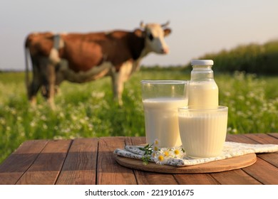 Milk with camomiles on wooden table and cow grazing in meadow - Shutterstock ID 2219101675