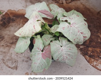 Milk Confetti Pink Green Syngonium