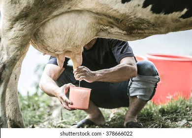 milk the cow