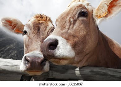 Milk cow in a bent grass. The cow is Danish breed - Powered by Shutterstock