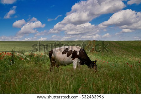 Similar – Salt marshes with blooming sea lilacs and beach mugwort, curious cattle behind the fence | Hallig Gröde