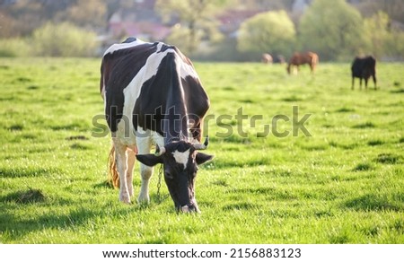 Milk cow grazing on green farm pasture on summer day. Feeding of cattle on farmland grassland