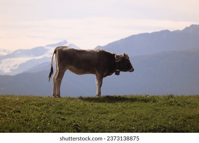 Milk cow on green grass in front of snow covered Mountains in the italian alps