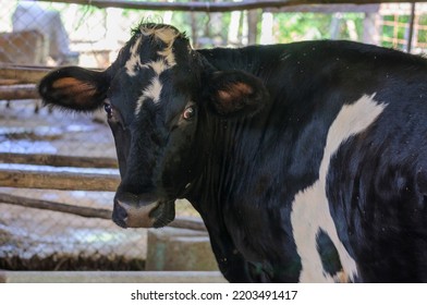 milk cow standing in stall. agriculture and industry concept. - Powered by Shutterstock
