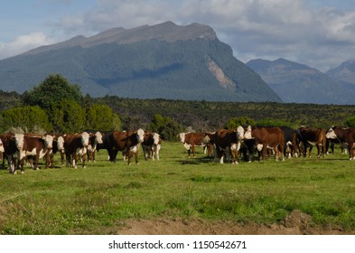 Milk Cows Bos Primigenius Taurus Southland Stock Photo 1150542671 ...