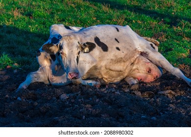  Milk Cows On Dairy Farm In Durham Region Ontario Canada In Early Summer