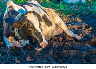  Milk Cows On Dairy Farm In Durham Region Ontario Canada In Early Summer