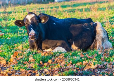  Milk Cows On Dairy Farm In Durham Region Ontario Canada In Early Summer