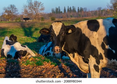  Milk Cows On Dairy Farm In Durham Region Ontario Canada In Early Summer