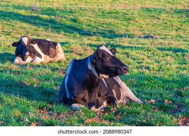  Milk Cows On Dairy Farm In Durham Region Ontario Canada In Early Summer