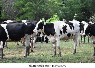 Milk Cows Walking Back Farm Stock Photo 1134032099 | Shutterstock