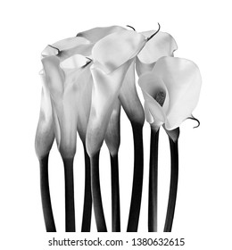 milk glass flower, fineart black and white photography, ornamental flowersfine art ornamental flowers II