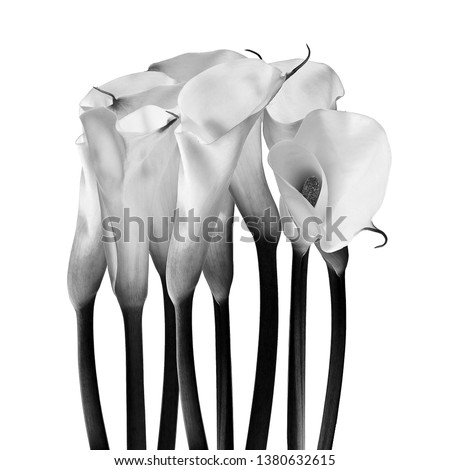 milk glass flower, fineart black and white photography, ornamental flowersfine art ornamental flowers II