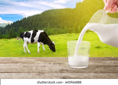 Milk From Jug Pouring Into Glass On Table With Cow On The Mountains Meadow In The Background. Photo With Copy Space