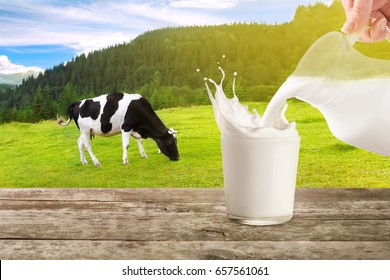 milk from jug pouring into glass with splashes on table with cow on the meadow in the background