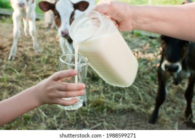 milk is poured from a jug into a glass held by children's hands against the backdrop of the countryside with cow calves - Shutterstock ID 1988599271