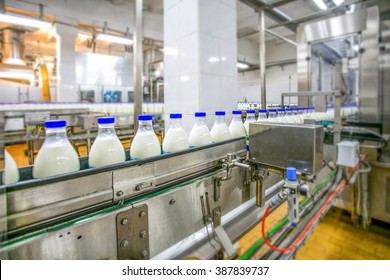 Milk Production At Factory