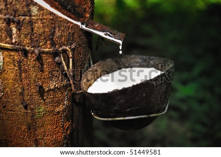 Milk of rubber tree into a wooden bowl