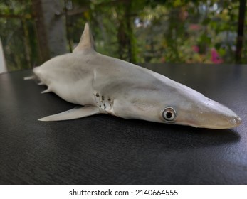 Milk Shark Rhizoprionodon Acutus Isolated On Stock Photo 2140664555 ...