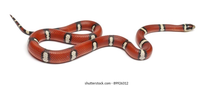 1,626 Red milk snake Images, Stock Photos & Vectors | Shutterstock