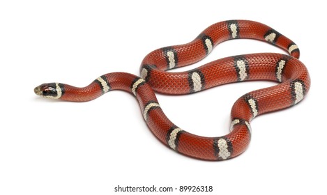 1,626 Red milk snake Images, Stock Photos & Vectors | Shutterstock