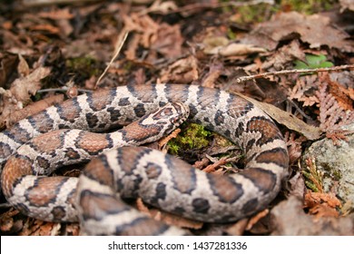 Milk Snake Ontario Canada Close Up