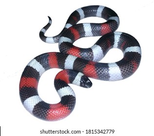 Vector Illustration Kingsnake Stock Vector (Royalty Free) 320493773 ...