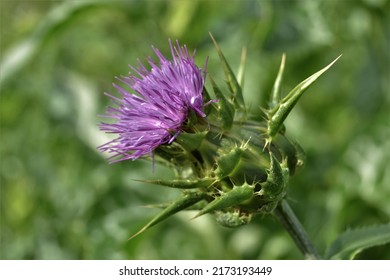 Milk Thistle Flower With Bright Purple Petals And A Green Sepal With Thorns