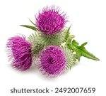 Milk thistle flower heads isolated on white background. 