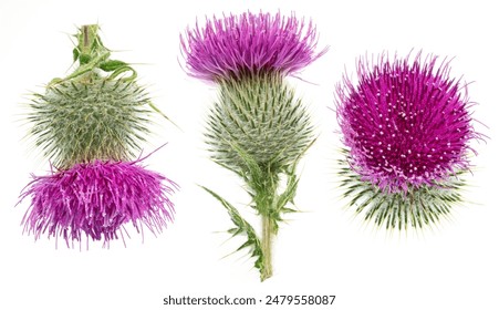 Milk thistle flower heads isolated on white background.  - Powered by Shutterstock