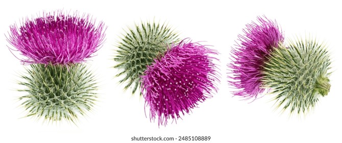 Milk thistle flower heads isolated on white background.  - Powered by Shutterstock