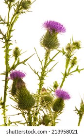 Milk Thistle Flower Isolated On White