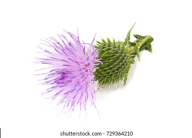 Milk Thistle Flower Isolated On White Background