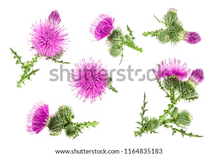 milk thistle flower isolated on white background. Top view. Flat lay pattern