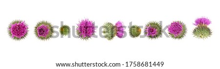 Milk Thistle flower isolated on white background, top view. Silybum marianum. 