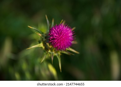 Milk Thistle Flower (Silybum or Carduus Marianum)  Blooming with Traces if Pollen at the Bottom of Carcassonne Citadel