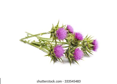 Milk Thistle Isolated On White