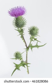 Milk Thistle Plant Cardus Marianus