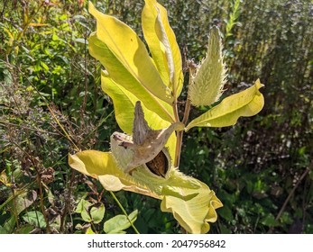 9,157 Milk weed Images, Stock Photos & Vectors | Shutterstock