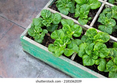 Milk White Baby Bok Choy In Vegetable Patch