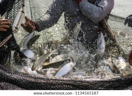 Image, Stock Photo Fisherman with Fresh Catch at Praia Emilia Beach