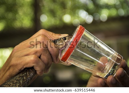 Milking cobra snake venom. show extraction venomous of snake monocled cobra (Naja kaouthia) by using the hands catch on neck put on edge of glass to bite until it can see it s poison.