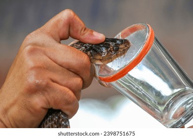 Milking cobra snake venom in Thailand