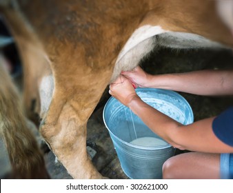 Milking of a cow