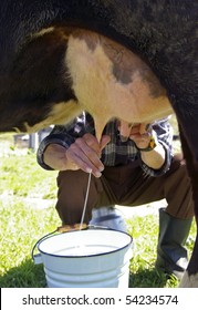 Milking of a cow