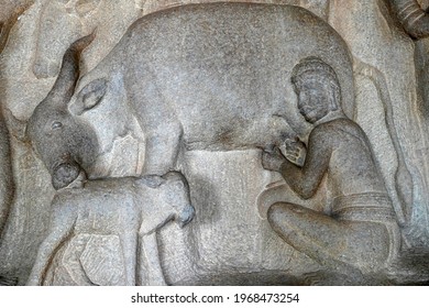 Milking Of Cow With Its Cattle By A Man Is Depicted As The Bas Relief Sculpture In Mahabalipuram, Tamilnadu. Indian Rock Art Of Ancient Historical Animal Sculptures At Rock Cut Temples In Tamil Nadu.